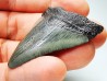 Dent de requin: Carcharodon megalodon, Miocène (USA)