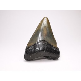 shark teeth: Carcharodon megalodon - Miocene (USA)