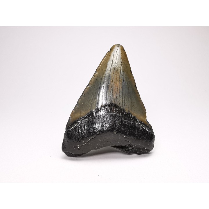 Dent de requin: Carcharodon megalodon, Miocène (USA)