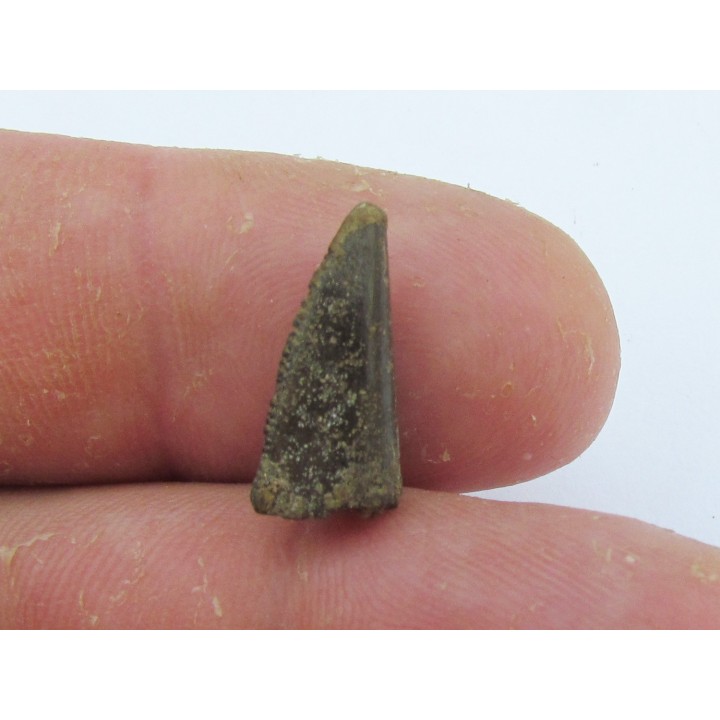 dinosaur tooth Razanandrongobe  sakalavae   
