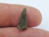 dinosaur tooth Razanandrongobe sakalavae