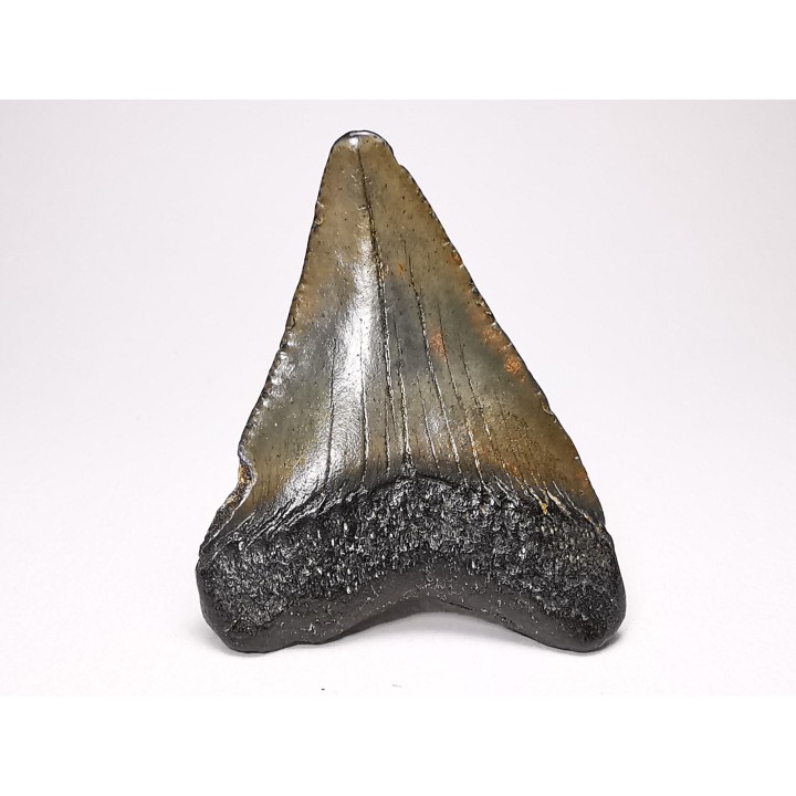 shark teeth: Carcharodon megalodon - Miocene (USA)