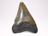 Dent de requin: Carcharodon megalodon, Miocène (USA)