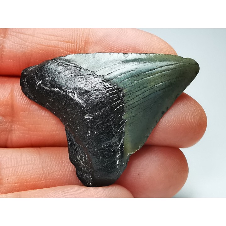 shark teeth: Carcharodon megalodon - Miocene (USA)