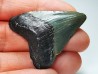 Dent de requin: Carcharodon megalodon, Miocène (USA)