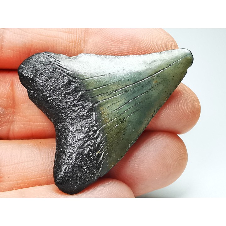 Dent de requin: Carcharodon megalodon, Miocène (USA)
