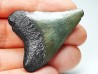 shark teeth: Carcharodon megalodon - Miocene (USA)