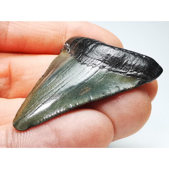 shark teeth: Carcharodon megalodon - Miocene (USA)