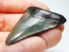 Dent de requin: Carcharodon megalodon, Miocène (USA)