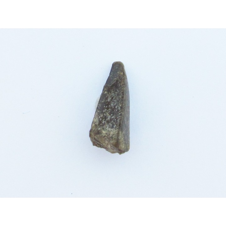 dinosaur tooth Razanandrongobe  sakalavae   