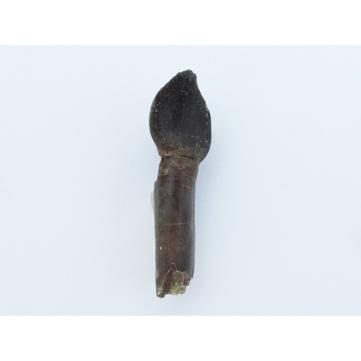 dinosaur tooth Bothriospondylus (1)