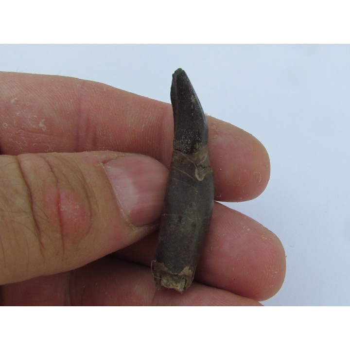 dinosaur tooth Bothriospondylus (1)
