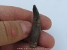 dinosaur tooth Bothriospondylus (1)