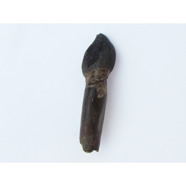 dinosaur tooth Bothriospondylus (1)