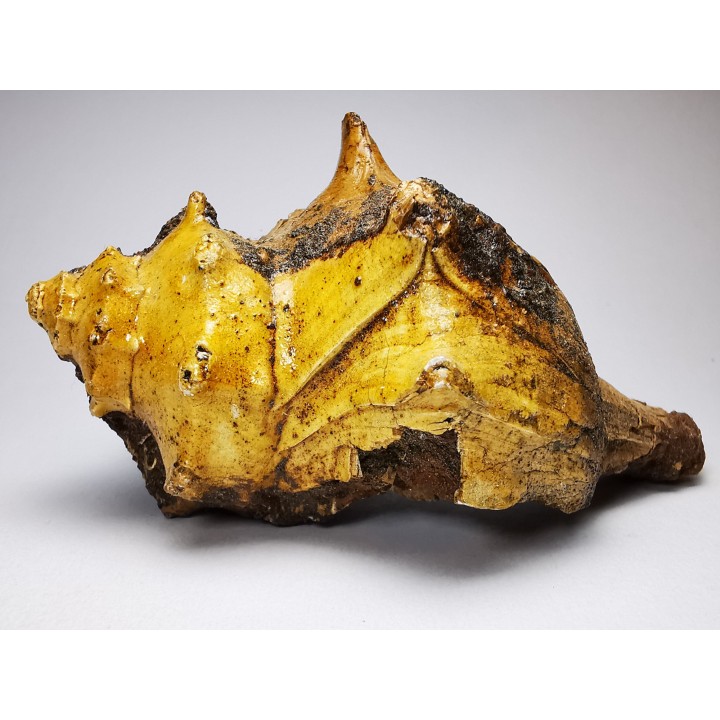 GASTEROPODE : Athleta symmetricus - Eocène - Mississippi, USA