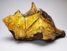 GASTROPOD: Athleta symmetricus - Eocene - Mississippi, USA