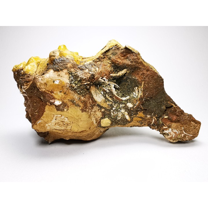 GASTROPOD: Athleta symmetricus - Eocene - Mississippi, USA