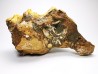 GASTEROPODE : Athleta symmetricus - Eocène - Mississippi, USA