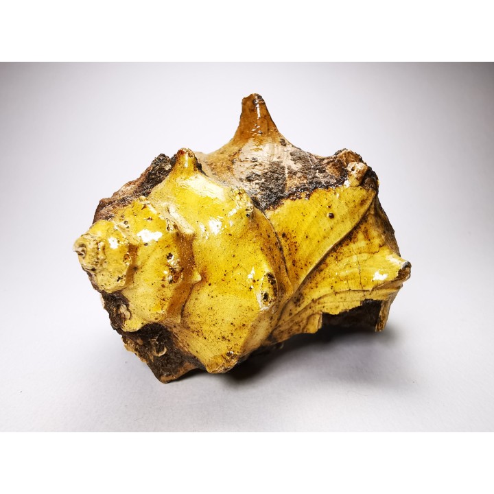 GASTEROPODE : Athleta symmetricus - Eocène - Mississippi, USA