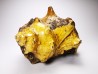 GASTEROPODE : Athleta symmetricus - Eocène - Mississippi, USA