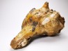 GASTROPOD: Athleta symmetricus - Eocene - Mississippi, USA