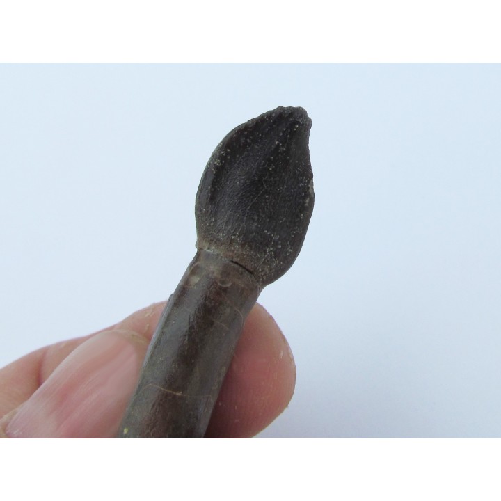 dinosaur tooth Bothriospondylus (1)