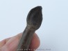 dinosaur tooth Bothriospondylus (1)