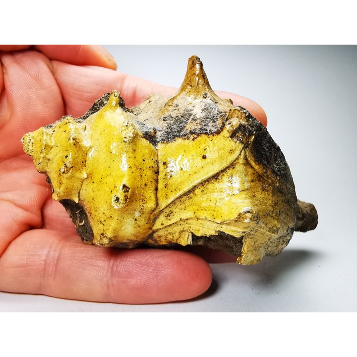 GASTEROPODE : Athleta symmetricus - Eocène - Mississippi, USA