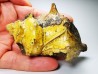 GASTEROPODE : Athleta symmetricus - Eocène - Mississippi, USA