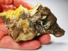 GASTEROPODE : Athleta symmetricus - Eocène - Mississippi, USA