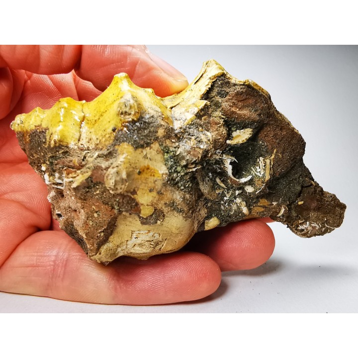 GASTROPOD: Athleta symmetricus - Eocene - Mississippi, USA