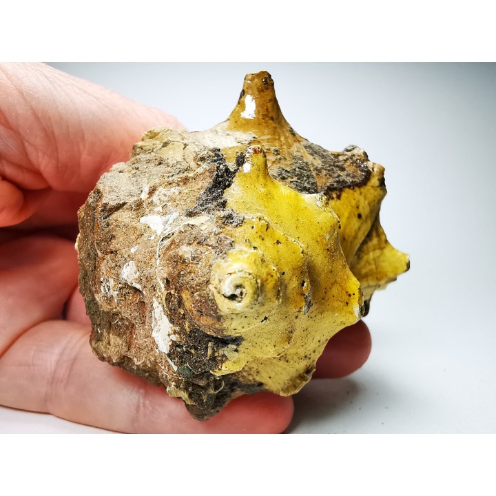 GASTROPOD: Athleta symmetricus - Eocene - Mississippi, USA