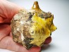 GASTROPOD: Athleta symmetricus - Eocene - Mississippi, USA