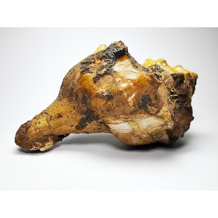 GASTEROPODE : Athleta symmetricus - Eocène - Mississippi, USA