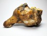 GASTROPOD: Athleta symmetricus - Eocene - Mississippi, USA