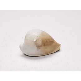GASTROPOD: Notoluponia elegantior - Miocene - Australia