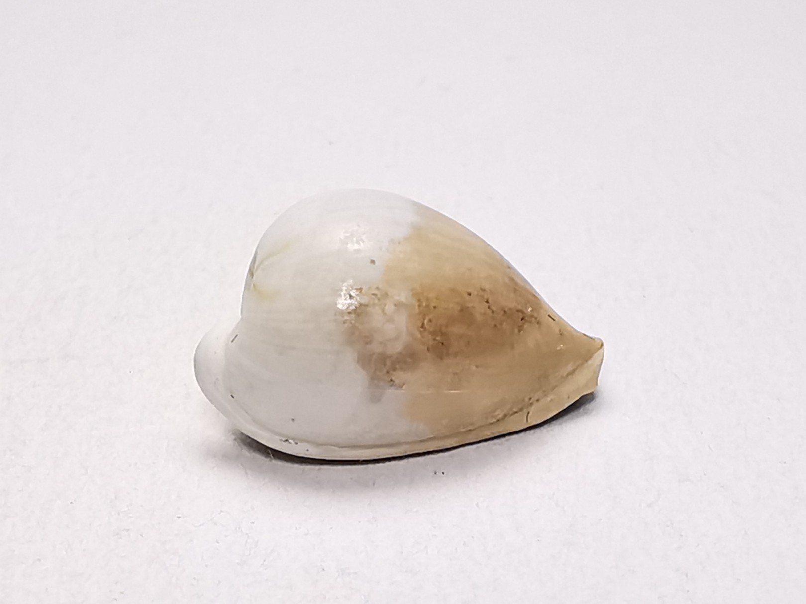 GASTEROPODE : Notoluponia elegantior - Miocène - Australie