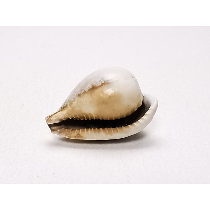 GASTROPOD: Notoluponia elegantior - Miocene - Australia
