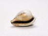 GASTROPOD: Notoluponia elegantior - Miocene - Australia