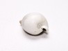 GASTROPOD: Notoluponia elegantior - Miocene - Australia