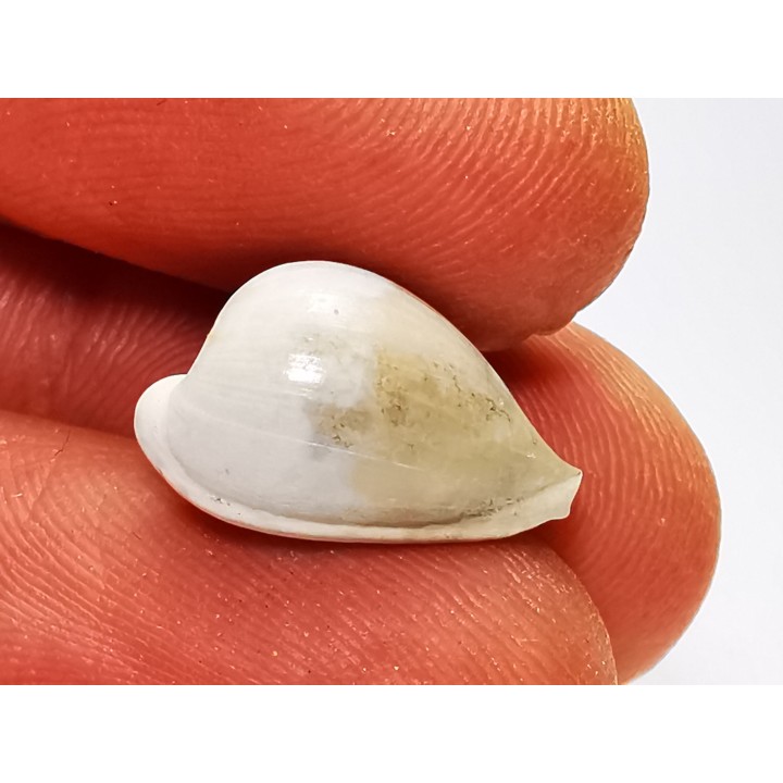 GASTEROPODE : Notoluponia elegantior - Miocène - Australie