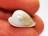 GASTROPOD: Notoluponia elegantior - Miocene - Australia