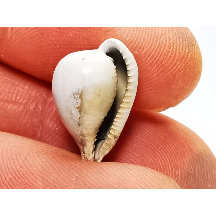 GASTEROPODE : Notoluponia elegantior - Miocène - Australie