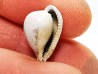 GASTEROPODE : Notoluponia elegantior - Miocène - Australie