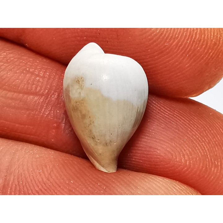 GASTROPOD: Notoluponia elegantior - Miocene - Australia