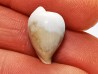 GASTROPOD: Notoluponia elegantior - Miocene - Australia