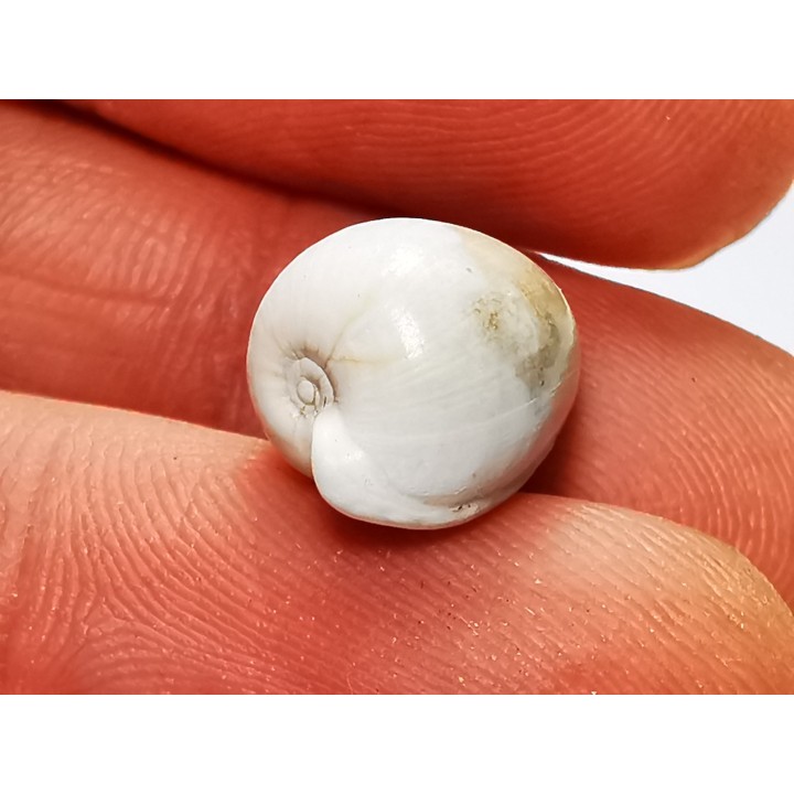 GASTEROPODE : Notoluponia elegantior - Miocène - Australie