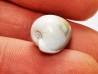 GASTROPOD: Notoluponia elegantior - Miocene - Australia