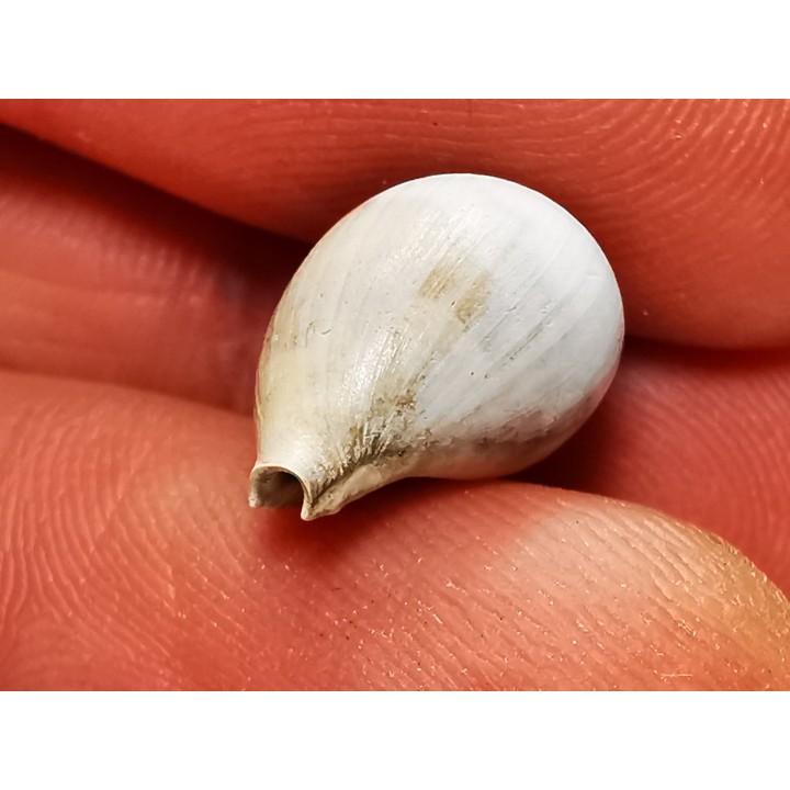 GASTROPOD: Notoluponia elegantior - Miocene - Australia