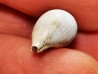 GASTEROPODE : Notoluponia elegantior - Miocène - Australie